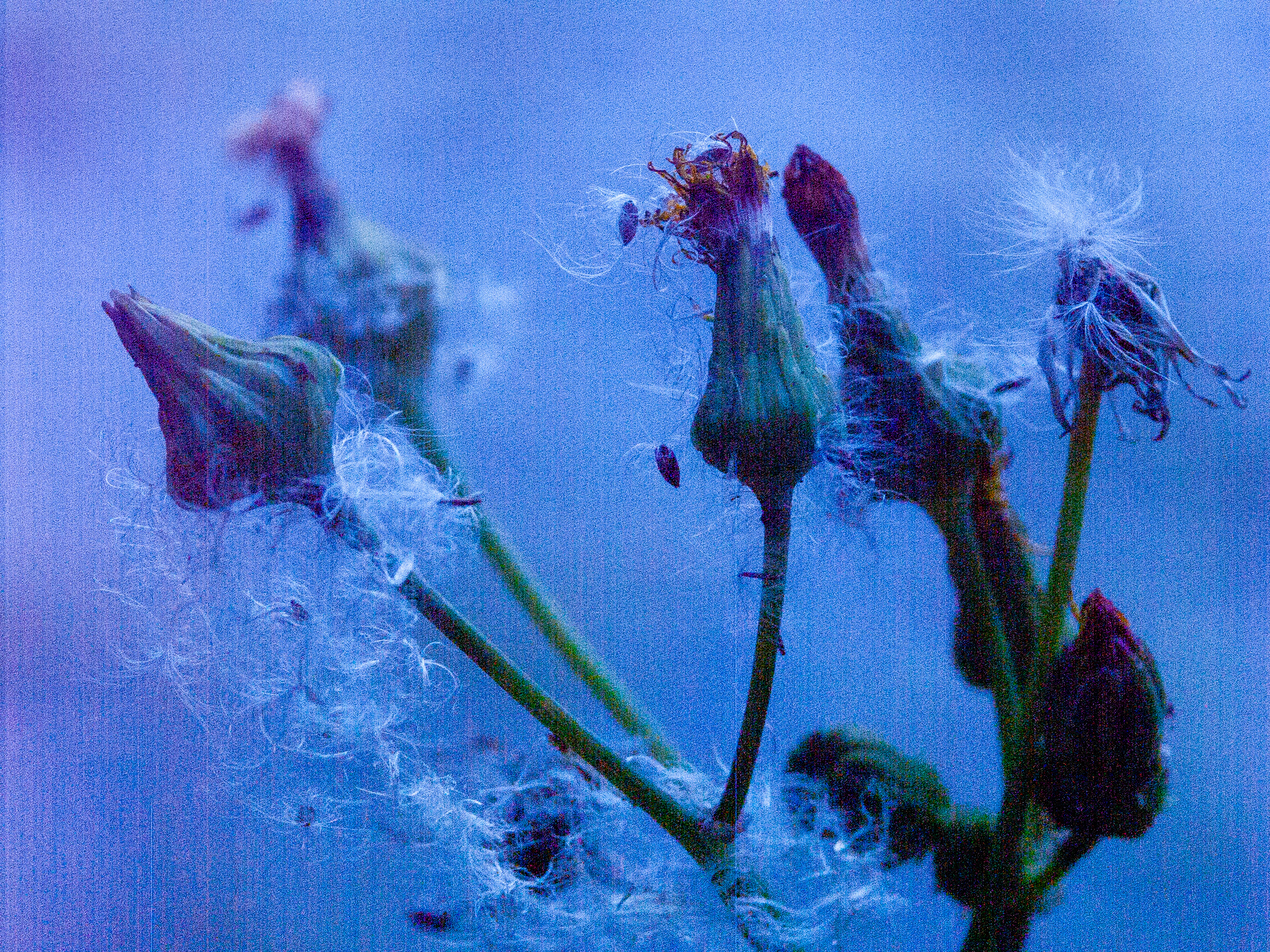 Dried seedheads shedding fluff against a deep blue dusk, heavy with noise